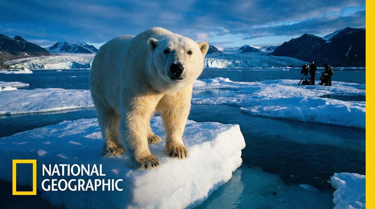 抖阴北极熊视频